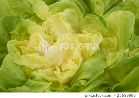 Lettuce 23659698