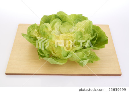 Lettuce Lettuce 23659699