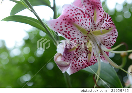 Yuri Kanoko Yuri Kanoko 23659725