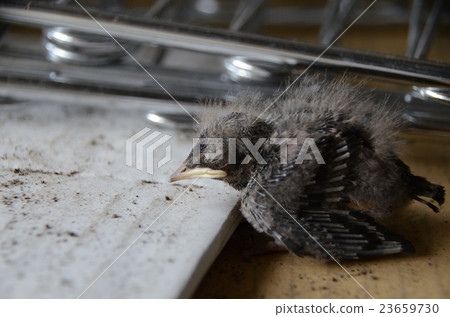 Swallow · swallow chicks that fell from the nest 23659730