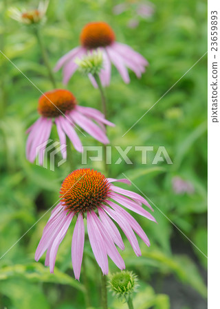 Three flowers of Echinacea Purpurea 23659893