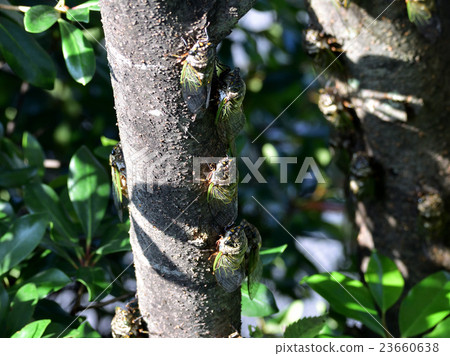 Summer, at the end, a group of Ming-Min-gemi, noise of cicada is a noise (14) 23660638