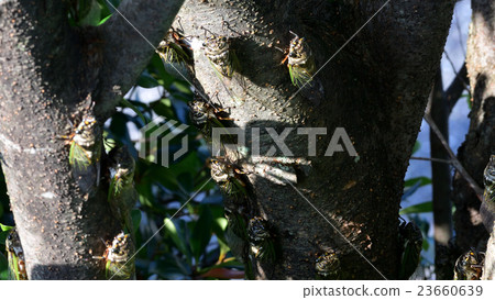 夏天，最後，一群明明格米，蟬鳴聲是一種噪音（15） 23660639