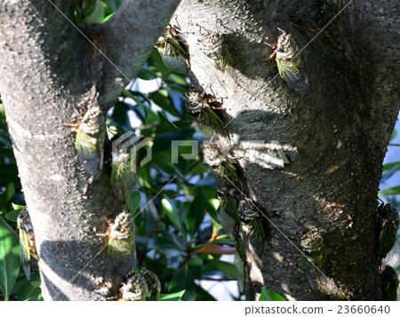 夏天，最後，明明格米群，蟬鳴聲嘈雜（16） 23660640