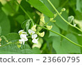 Fuji bean flowers 23660795