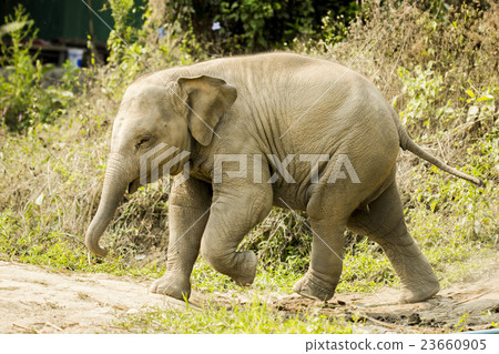 Baby Asian elephant walking isolated in nature 23660905