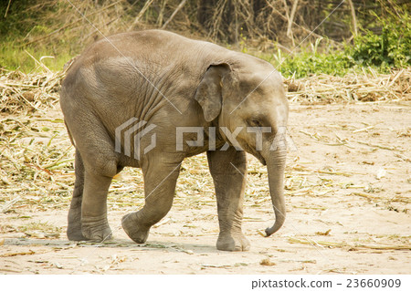 Baby Asian elephant walking isolated Baby Asian elephant walking isolated 23660909
