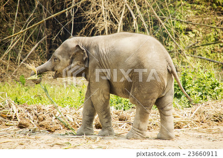 Baby Asian elephant 23660911