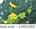 Loofah flowers 23661062
