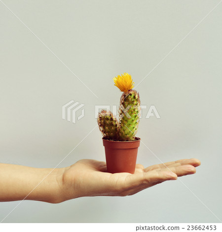 young man with a cactus in his hand young man with a cactus in his hand 23662453