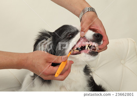 狗的牙膏·口腔護理 狗的牙膏·口腔護理 23662801