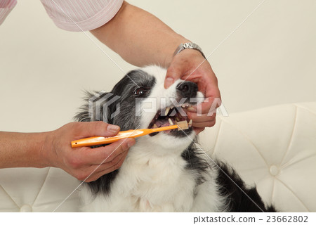 狗的牙膏·口腔護理 23662802