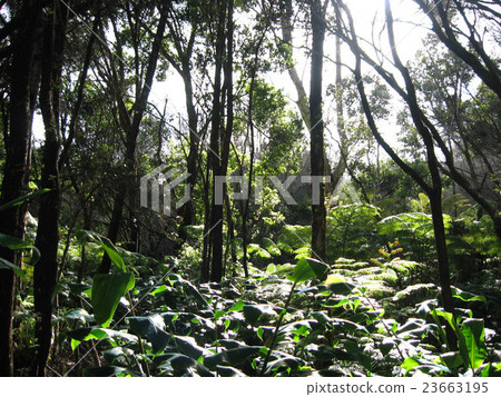 光亮的夏威夷海島密集的森林 光亮的夏威夷海島密集的森林 23663195