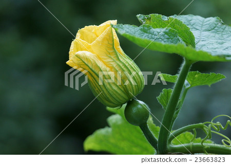 Squirt Pumpkin flowers are short lived. 23663823
