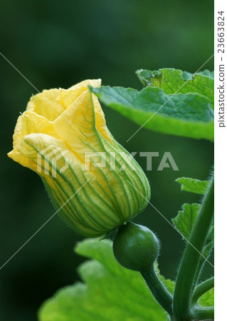 Squirt Pumpkin flowers are short lived. 23663824