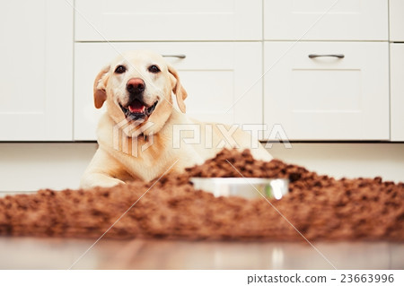 Hungry labrador retriever 23663996