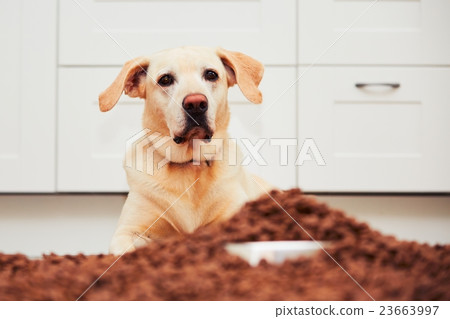 Hungry labrador retriever Hungry labrador retriever 23663997
