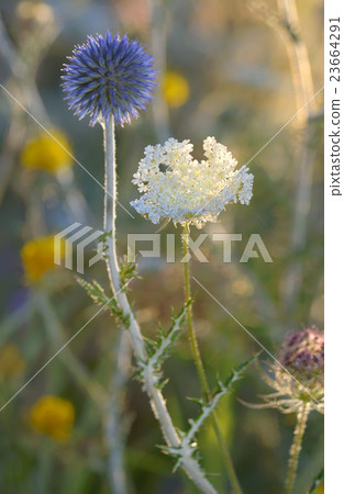 close up of thorny plant 23664291