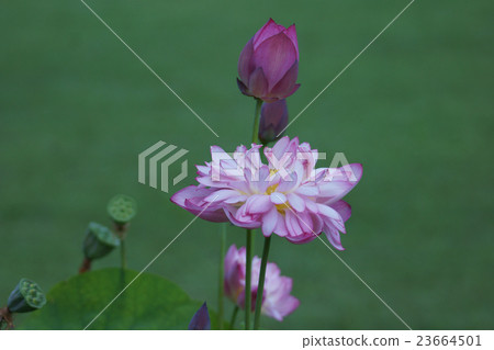 花瓣薄蓮花亞麻碗蓮花 23664501