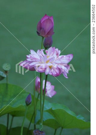 花瓣薄蓮花亞麻碗蓮花 花瓣薄蓮花亞麻碗蓮花 23664502