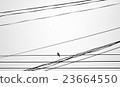 lonely bird on wire - monochrome style 23664550
