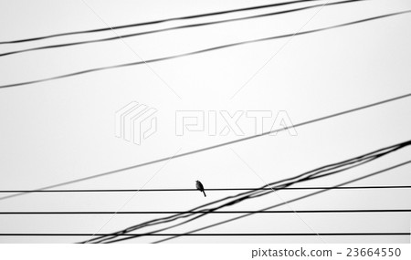 lonely bird on wire - monochrome style 23664550