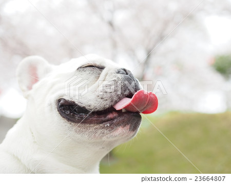 Laughing dog 23664807
