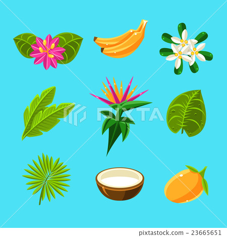 Tropical Plants And Fruits Collection Tropical Plants And Fruits Collection 23665651