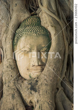 Buddha head looking off to the side embed in tree 23666402