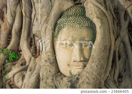 Buddha head looking off to the side embed in tree 23666405