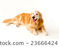 金毛獵犬 23666424