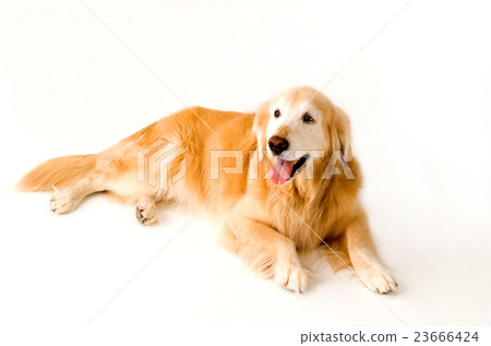金毛獵犬 金毛獵犬 23666424