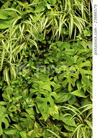 種植綠色室內植物的植物牆壁 23666579