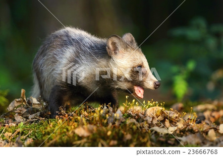 Raccoon dog chewing 23666768