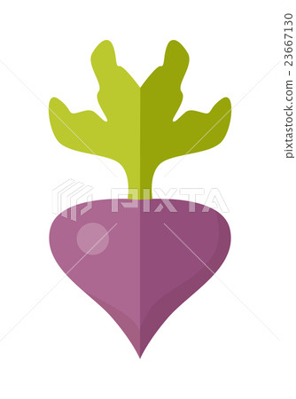 Beet Vector Illustration in Flat Style Design. Beet Vector Illustration in Flat Style Design. 23667130