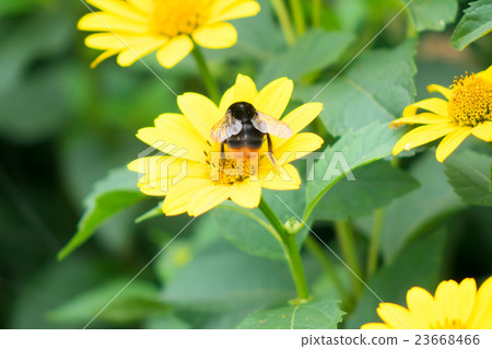 Hime sunflower Hime sunflower 23668466