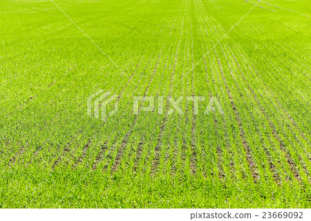 Agriculture. cereals. Spring Agriculture. cereals. Spring 23669092