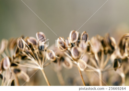 mature dill close-up mature dill close-up 23669264