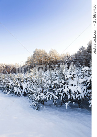 pine trees covered with snow   23669416