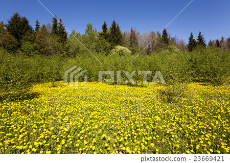 yellow dandelions , spring season yellow dandelions , spring season 23669421