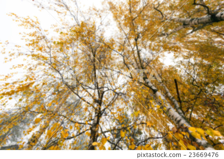 Autumn Park, overcast Autumn Park, overcast 23669476