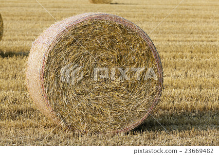 stack of straw in the field stack of straw in the field 23669482