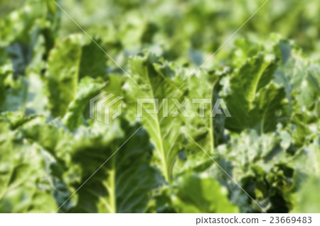 beetroot in field beetroot in field 23669483