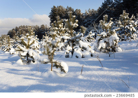 spruce forest , winter season spruce forest , winter season 23669485