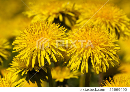yellow dandelion flowers  23669490