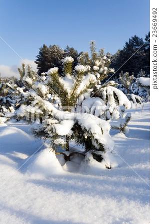 spruce forest  winter   23669492