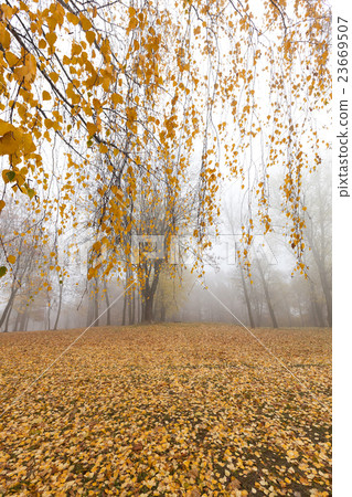Autumn Park, overcast   23669507