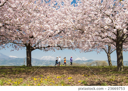 Cherry blossoms of the Chikumagawa River Cherry blossoms of the Chikumagawa River 23669753