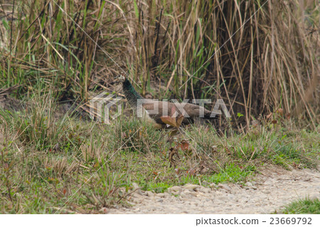 indian peafowl is walking in grass indian peafowl is walking in grass 23669792