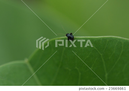 Living thing insects Croutobi cuspicus, the size is less than 2 mm. I found it in the community of Yumabara Gumba Hirugao Living thing insects Croutobi cuspicus, the size is less than 2 mm. I found it in the community of Yumabara Gumba Hirugao 23669861